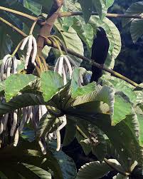 Image result for Cecropia pachystachya