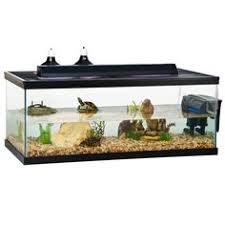 Temperature may be the issue as african sidenecks are a tropical species. 10 African Sideneck Turtle Ideas Turtle Aquatic Turtles Turtle Tank