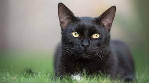 ▷ Nombres para gatas negras ¡Descúbrelos!