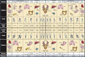 50 Methodical Teeth Chart To Organs