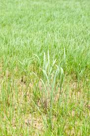 Image result for Oryza barthii