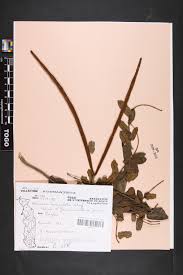 Image result for Baissea