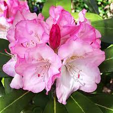 Yaku Prince Rhododendron For Sale The Tree Center