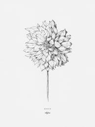 A4 Posters Dahlia Dahlia Flower Tattoos Flower Drawing Dahlia Tattoo