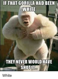 Gorilla Meme Rare Albino Animals Albino Gorilla Albino Animals