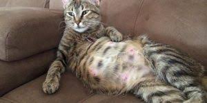 Disi Kedilerde Kizginlik Donemi Hakkinda Hersey Kedi Blog