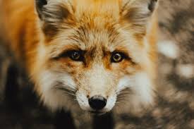A few of these foxes live indoors and have been reported to do relatively well, with little odor (compared to a red fox). How Long Do Foxes Live Life Span Of A Fox All Things Foxes