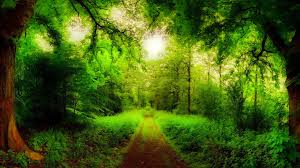 Amazing collection of best forest hd background wallpaper images for desktop, laptop, mobile phone, tablet and other devices. Natural Forest Road Trees Green Forest Grass Green Hd Wallpaper Wallpapers13 Com