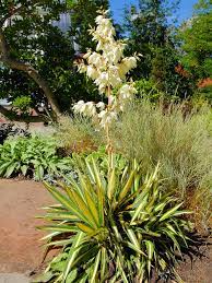 Adams Needle Flower Recipe Best Flower Wallpaper