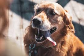 Benadryl is one of the human medications commonly recommended by veterinarians. Allergy Medicine For Dogs 9 Solutions To Calm Your Dog S Itch Dr Buzby S Toegrips For Dogs