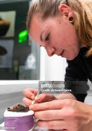 51 Renken Stock Photos, High-Res Pictures, and Images