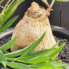 Image result for Euphorbia trichadenia