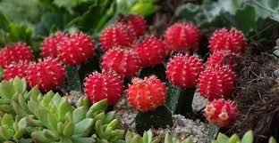 In fact, cacti have evolved to focus what resources they do have on survival instead of fast and large growth. Moon Cactus Care Guide For Growing Colorful Grafted Cactus