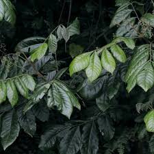 Image result for Lepidotrichilia volkensii