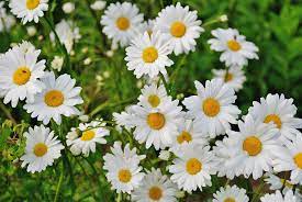 Maybe you would like to learn more about one of these? Shasta Daisies Planting Growing And Caring For Daisy Flowers The Old Farmer S Almanac