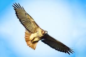The 6 species of hawks in north carolina. Birds Of The Blue Ridge Red Tailed Hawk Blue Ridge Country
