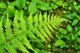 Seeds are like baby plants. Non Flowering Plants Are All Around Us Some Examples Jake S Nature Blog Planting Flowers Plants Plants Vocabulary