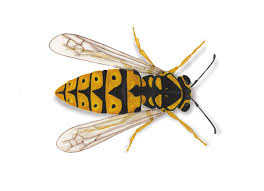Black And White Wasp Identification How Pests Communicate Wasp Bee Get Rid Of Wasps