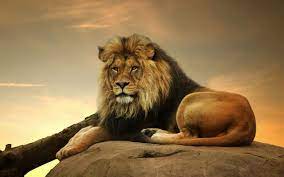 Lion Google Da Ara Animals Lion Canvas Lion Wallpaper