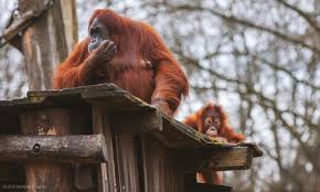 Jun 05, 2021 · zoo dortmund: Dortmund Zoo Germany December 2016