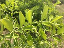 Image result for Azima