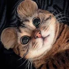Cats Funny Cats Breeds Cats Cute Black Cats Cats Diy Cats Photography Cats Art Cats And Kittens Cats Drawing Cats Mem Kittens Cutest Animals Cute Cats