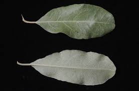 Image result for Combretum imberbe