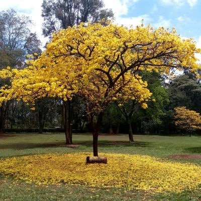 Arboretum