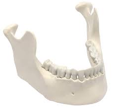 Free 3d bones models for download, files in 3ds, max, c4d, maya, blend, obj, fbx with low poly, animated, rigged, game, and vr options. Amazon Com Mandible Lower Jaw Model With 16 Teeth Anatomically Accurate Human Bone Replica Natural Size Natural Color Eisco Labs Industrial Scientific