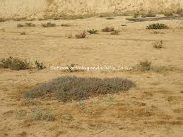 Image result for Halosarcia