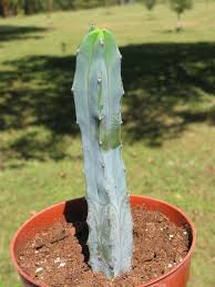 Burn in an open area away from drafts. Myrtillocactus Geometrizans Blue Candle Cactus Live Plant 7 Tall 5 5 Pot Blue Candle Cactus Plants Cactus Plants
