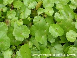 Image result for Hydrocotyle sibthorpioides