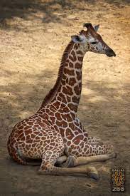 Dallaszoo On Twitter Dallas Zoo Giraffe Pictures Giraffe