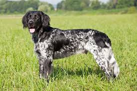 Image result for Malý münsterlandský ohař