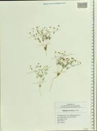 Image result for Hypertelis cerviana