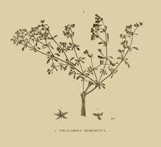 Image result for Polycarpon prostratum