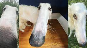 Borzoi  Long Nose Dog | Know Your Meme