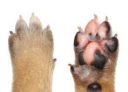 Check spelling or type a new query. Swollen Paws In Dogs Dog Paws Paw Paws Dog