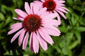 Check spelling or type a new query. 6 Plantes De Plein Soleil Sans Arrosage Jardipartage