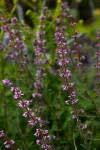 Image result for Erica kingaensis