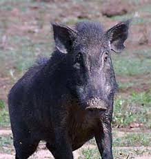 Risultati immagini per porco