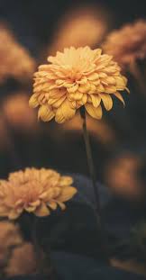 Pin Op Nature Flowers