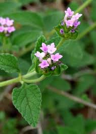 Image result for Lantana rugosa