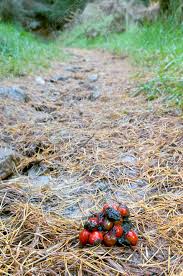 Image result for marten poop