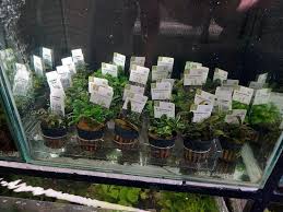 Image result for Nesaea spathulata