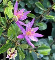 Grewia Occidentalis Lavender Star Crossberry Tropical Plants Container Plants Edible Garden