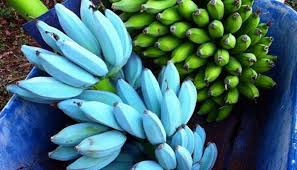 Blue Bananas Google Pretraga Banana Blue Banana Vanilla Ice Cream