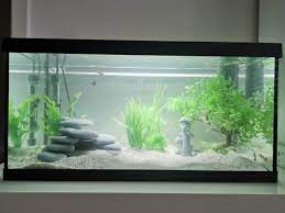 Tropical fish will normally require warmer water to thrive in, so a heater and a thermometer are essential. Simple Tropical Fish Tank Setup For Beginners Ad Mummy Matters