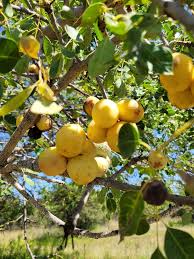 Image result for Sclerocarya