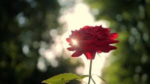 Find & download the most popular flower photos on freepik free for commercial use high quality images over 8 million stock photos. Red Rose Flower Blooming In Flower Garden Sun Flares Video By C Sgribanov Stock Footage 211996436